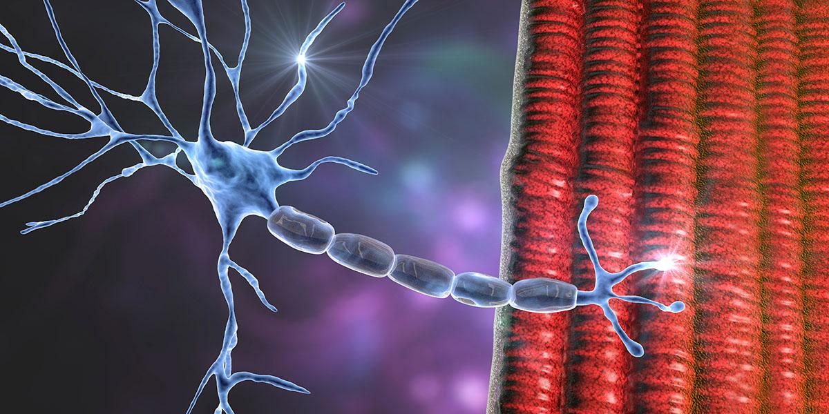 Neuro-Athletik Training: der neue Schatz im Training